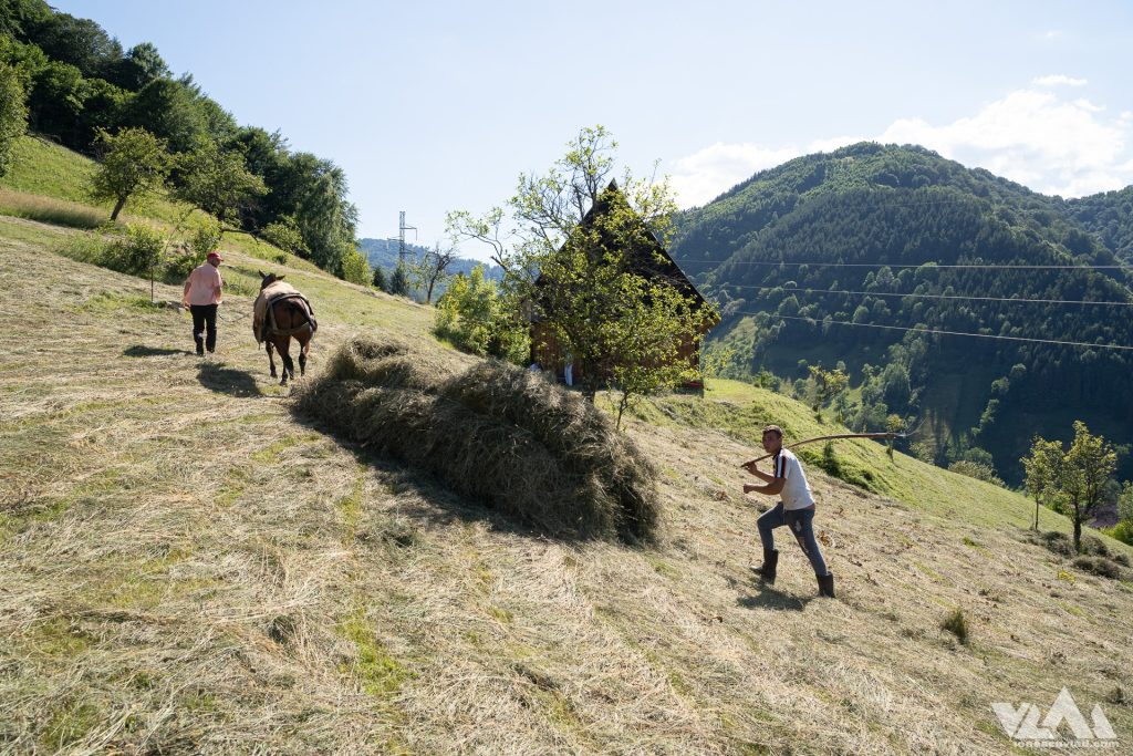 Poza-1_La-fan_Beberani.jpg